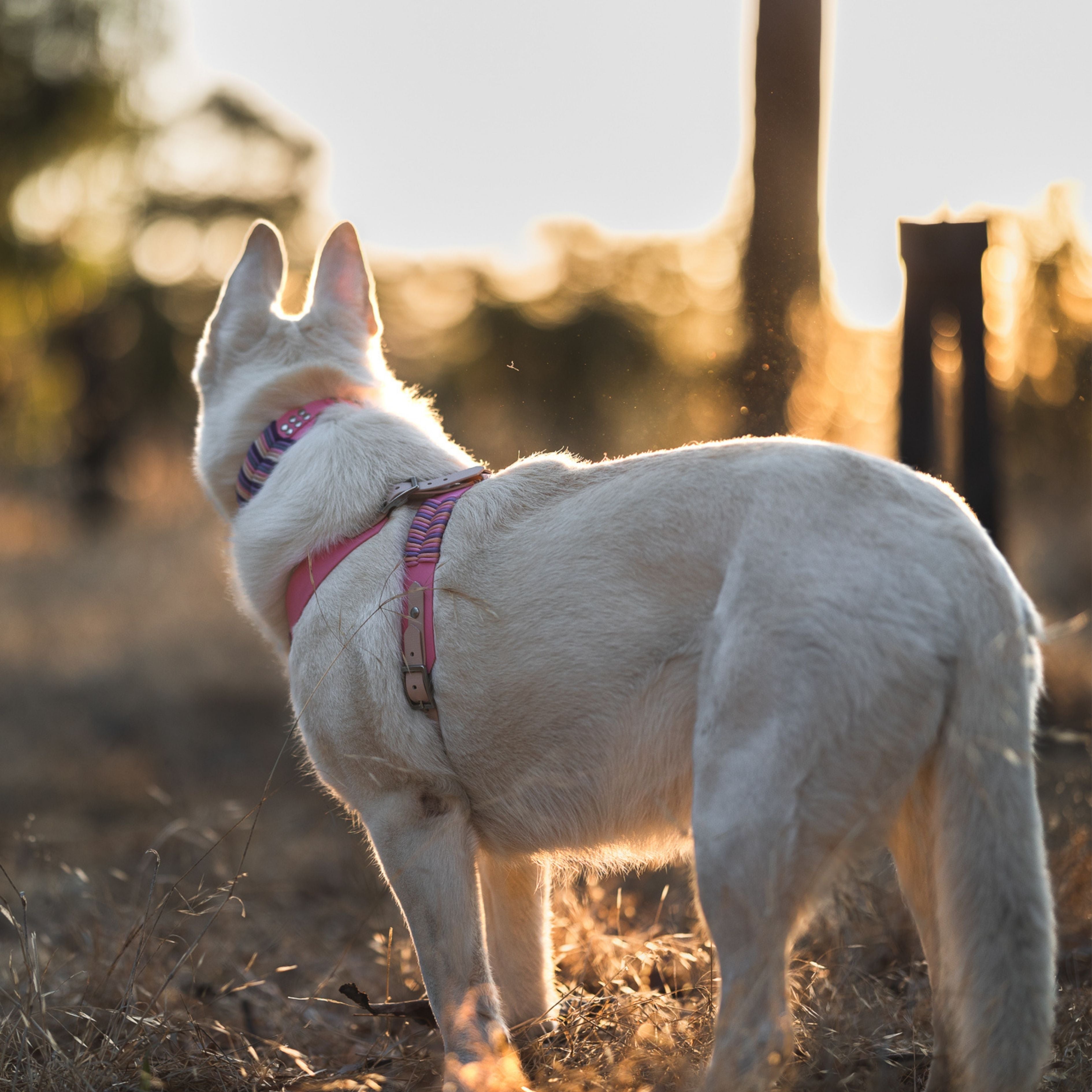 Custom BioThane Dog Harness &