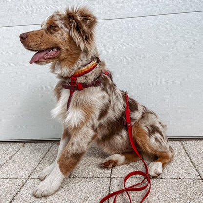 Custom BioThane Dog Harness &