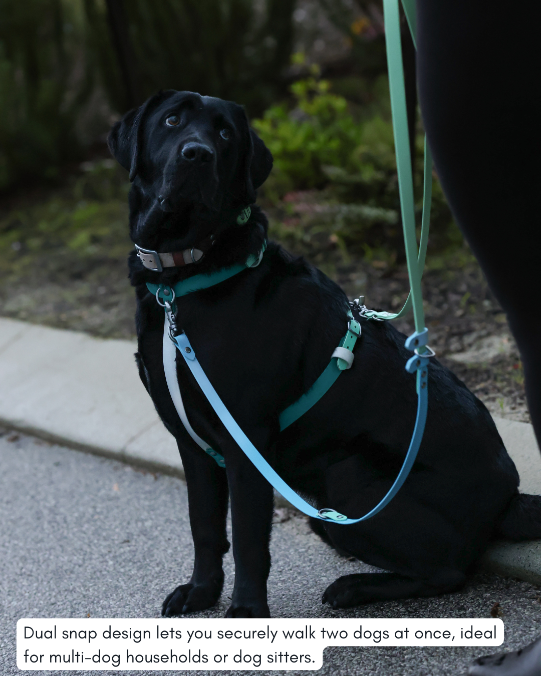 Hands Free Dog Lead - Design Your Own ⭐ Best Seller