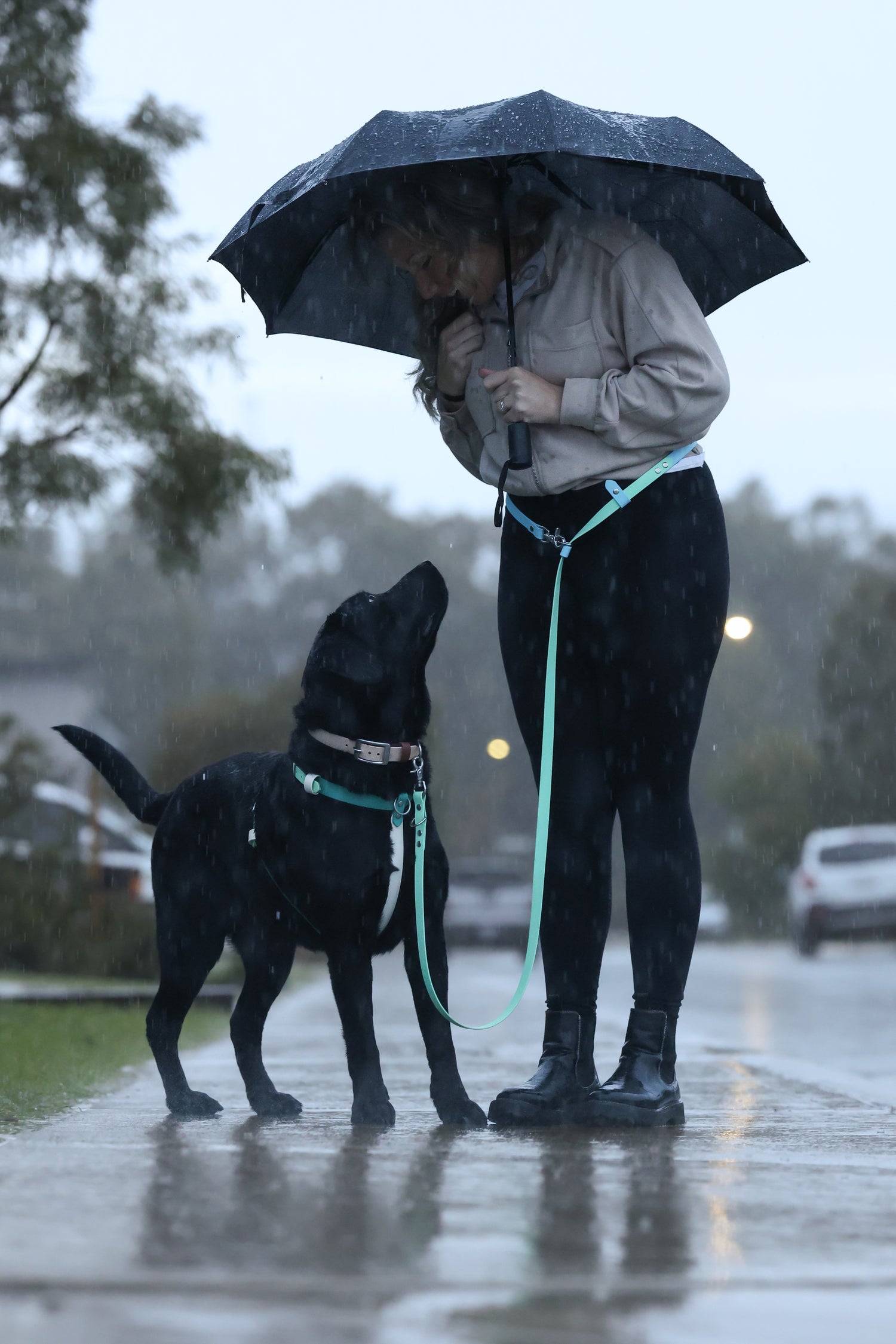 Person with an umbrella and a dog on a rainy day