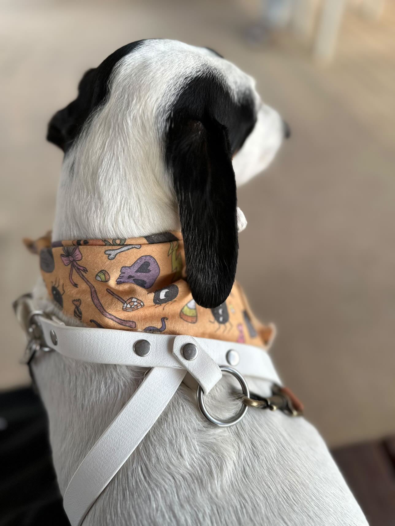 Custom BioThane Dog Harness &