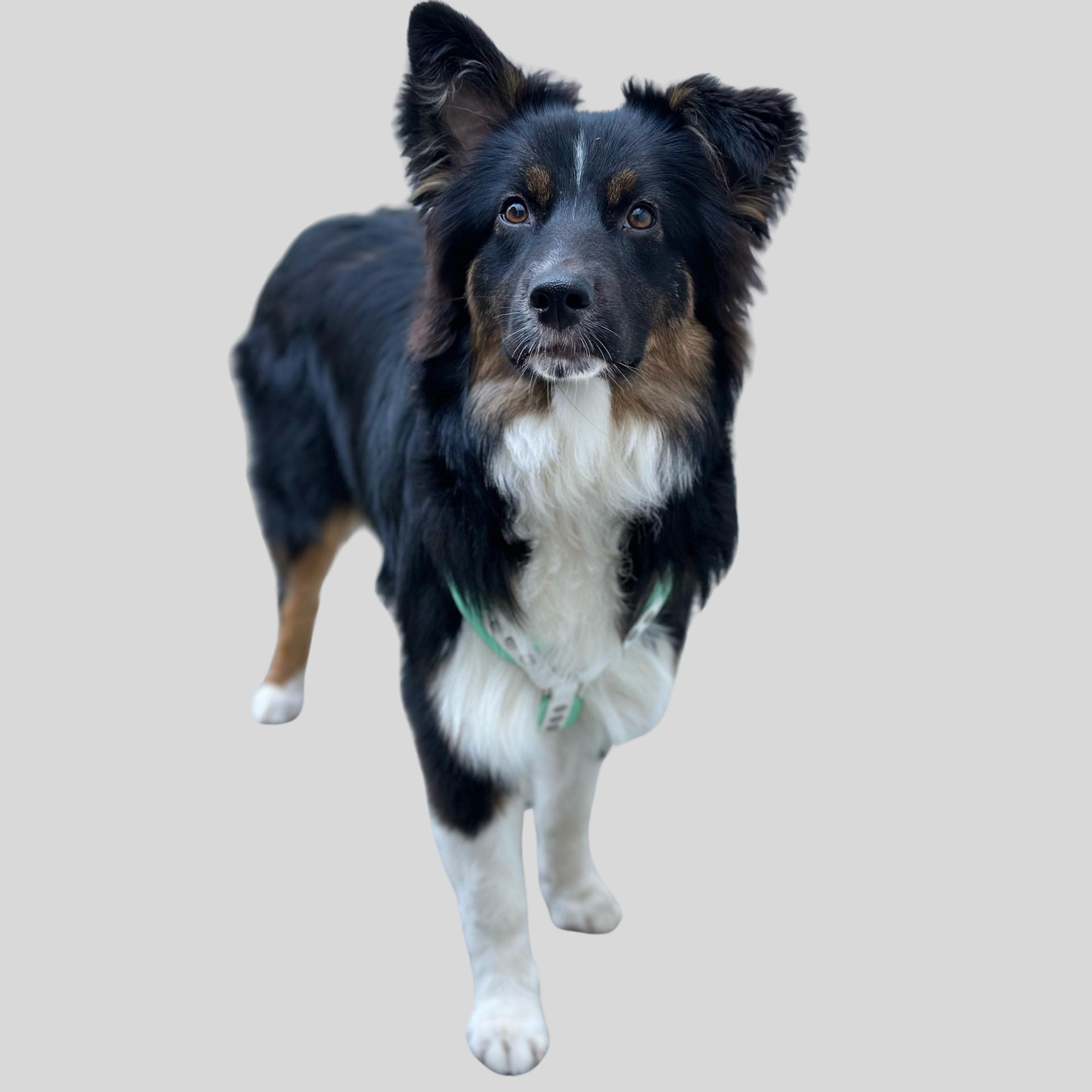 Custom BioThane Dog Harness &