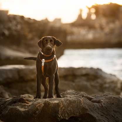 Dog BioThane Harness (6657135378572)