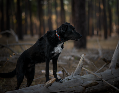 Dusk Paracord Collar