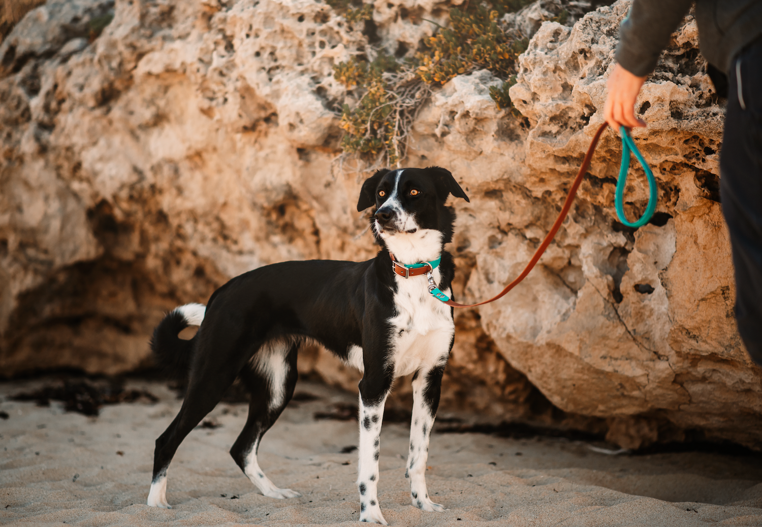 BioThane Two Tone Dog Collar (Mix &amp; Match) (6693009588364)