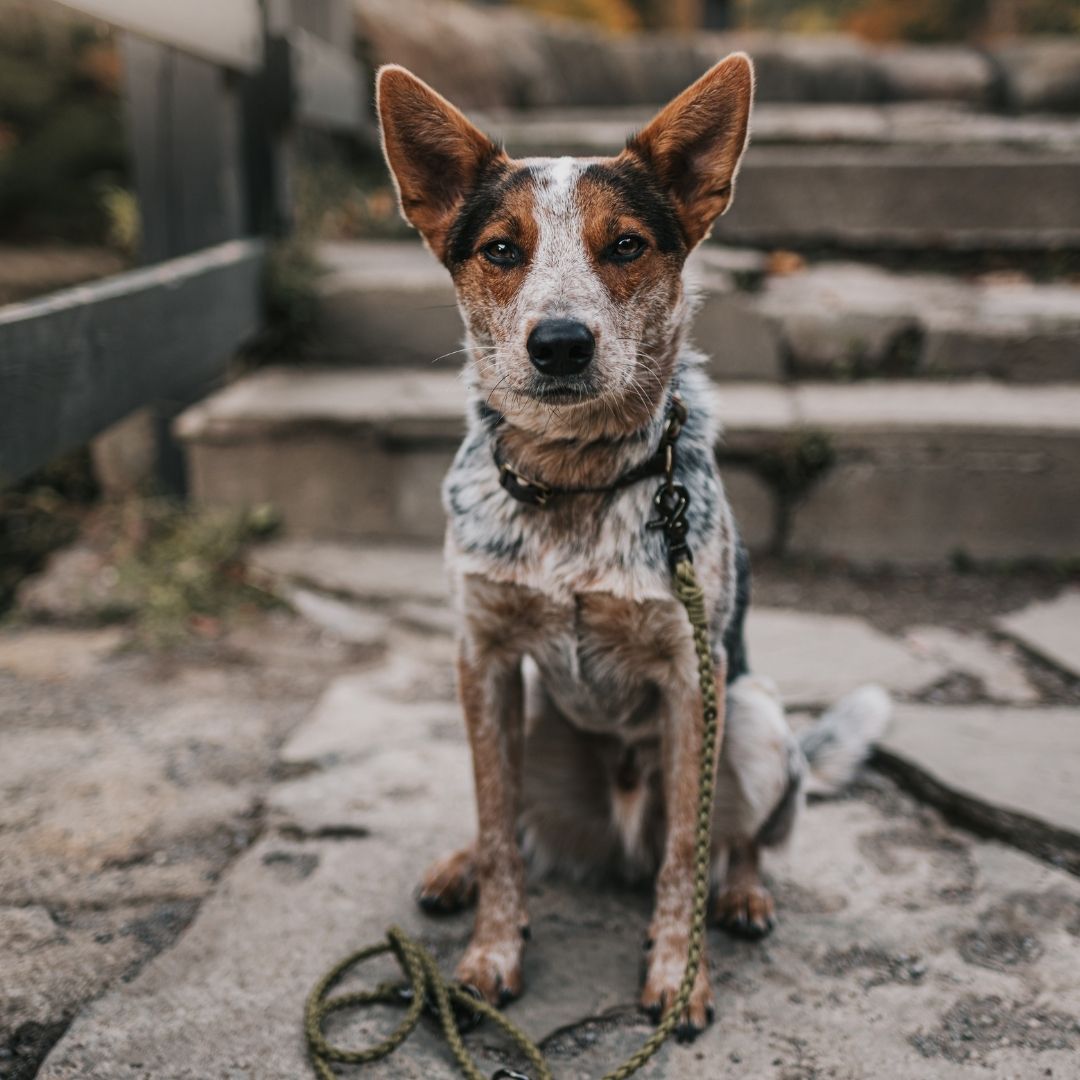 Multi-Functional Leash Light-weight (5066252288140)