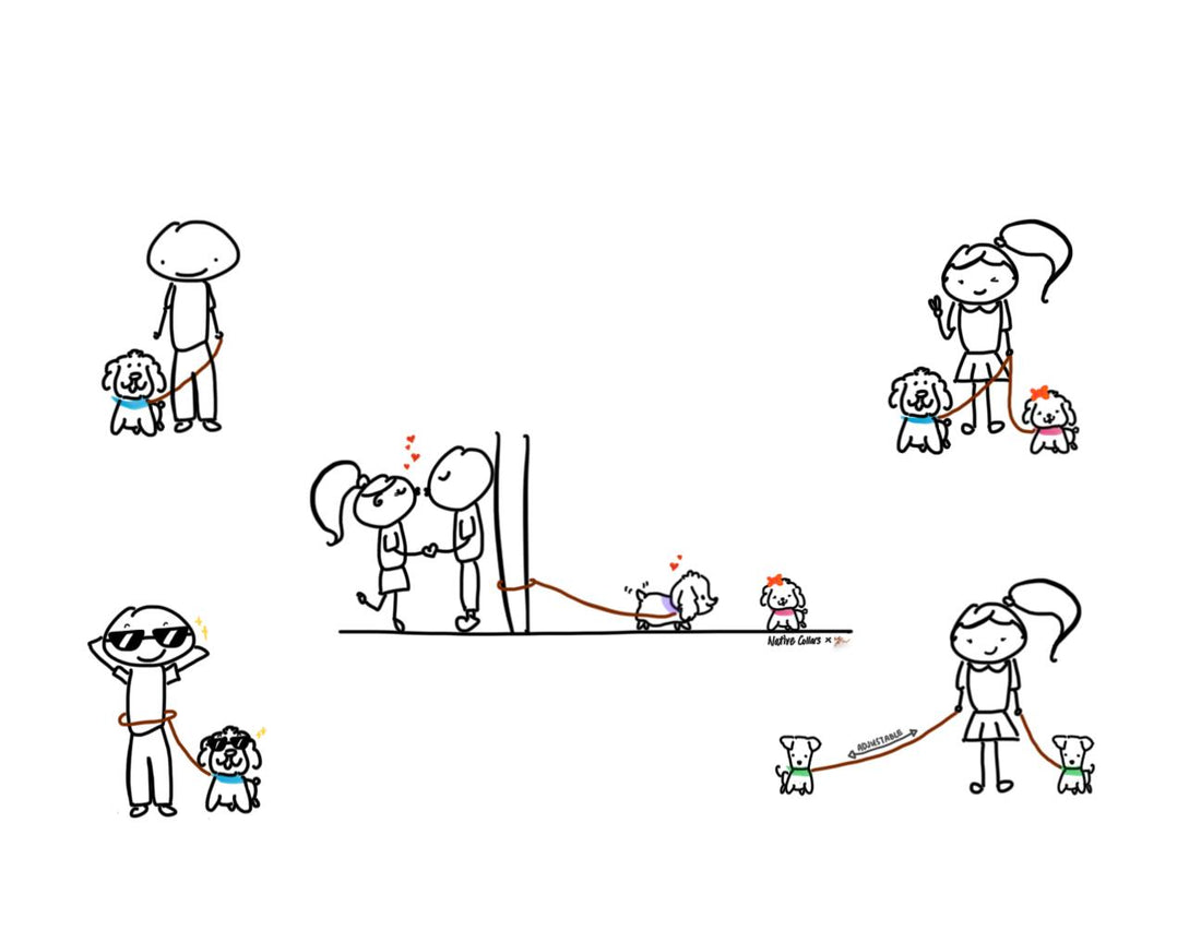 Pilbara - Hands Free Dog Lead