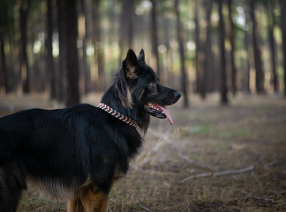 Custom Paracord Collar Wildwoods - Design your own!