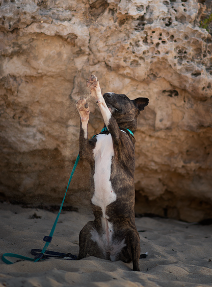 Hands-Free Biothane Lead Two Coloured Mix and Match (5259774918796)