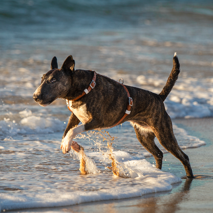 Dog BioThane Harness (6657135378572)