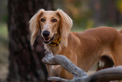 Waterproof Dog Collar – Design your own!