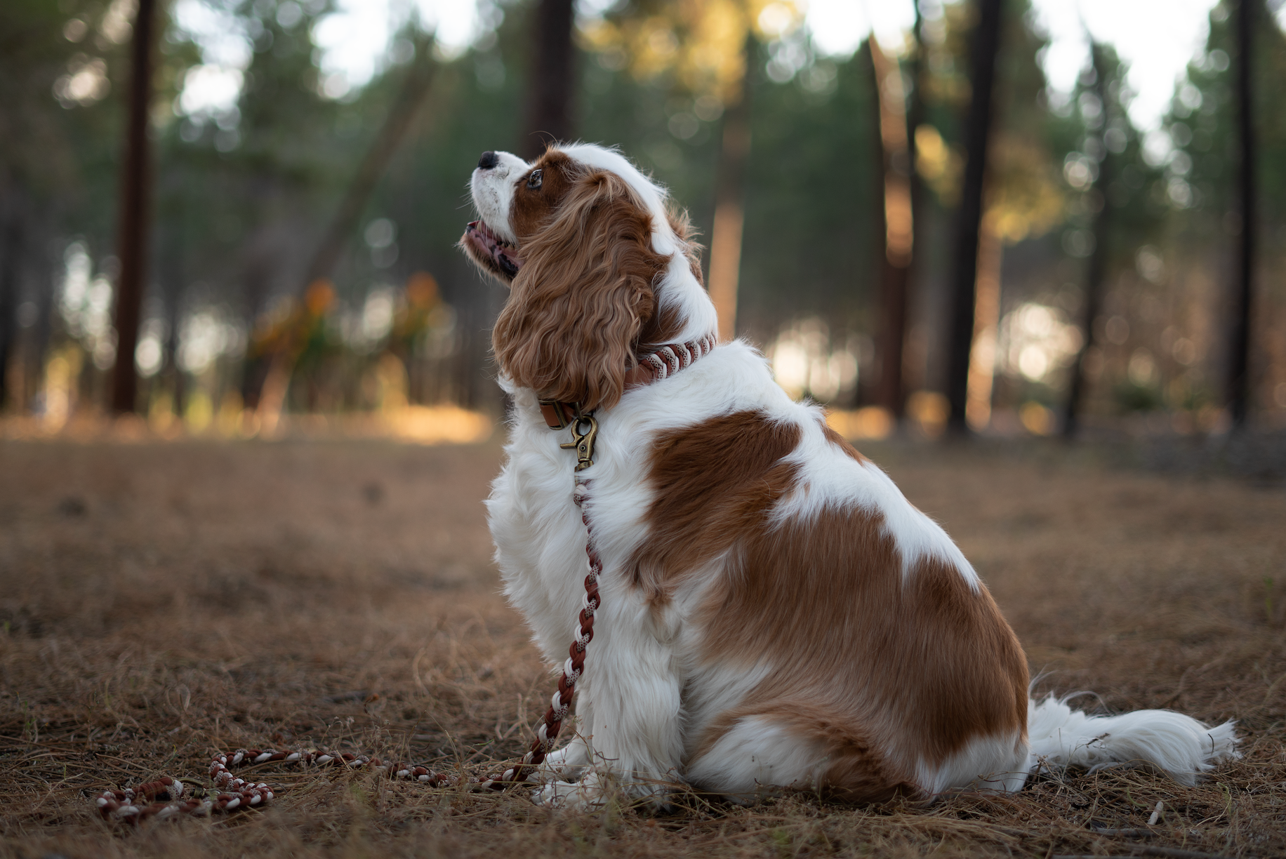 Custom Paracord Collar Wildwoods - Design your own!