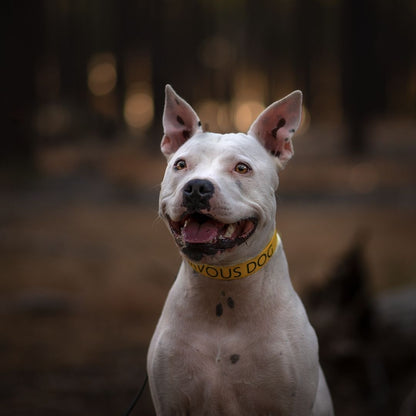 Custom Print Biothane Dog Collar