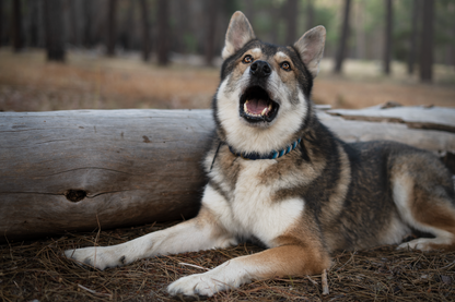 Custom Paracord Collar Wildwoods - Design your own!