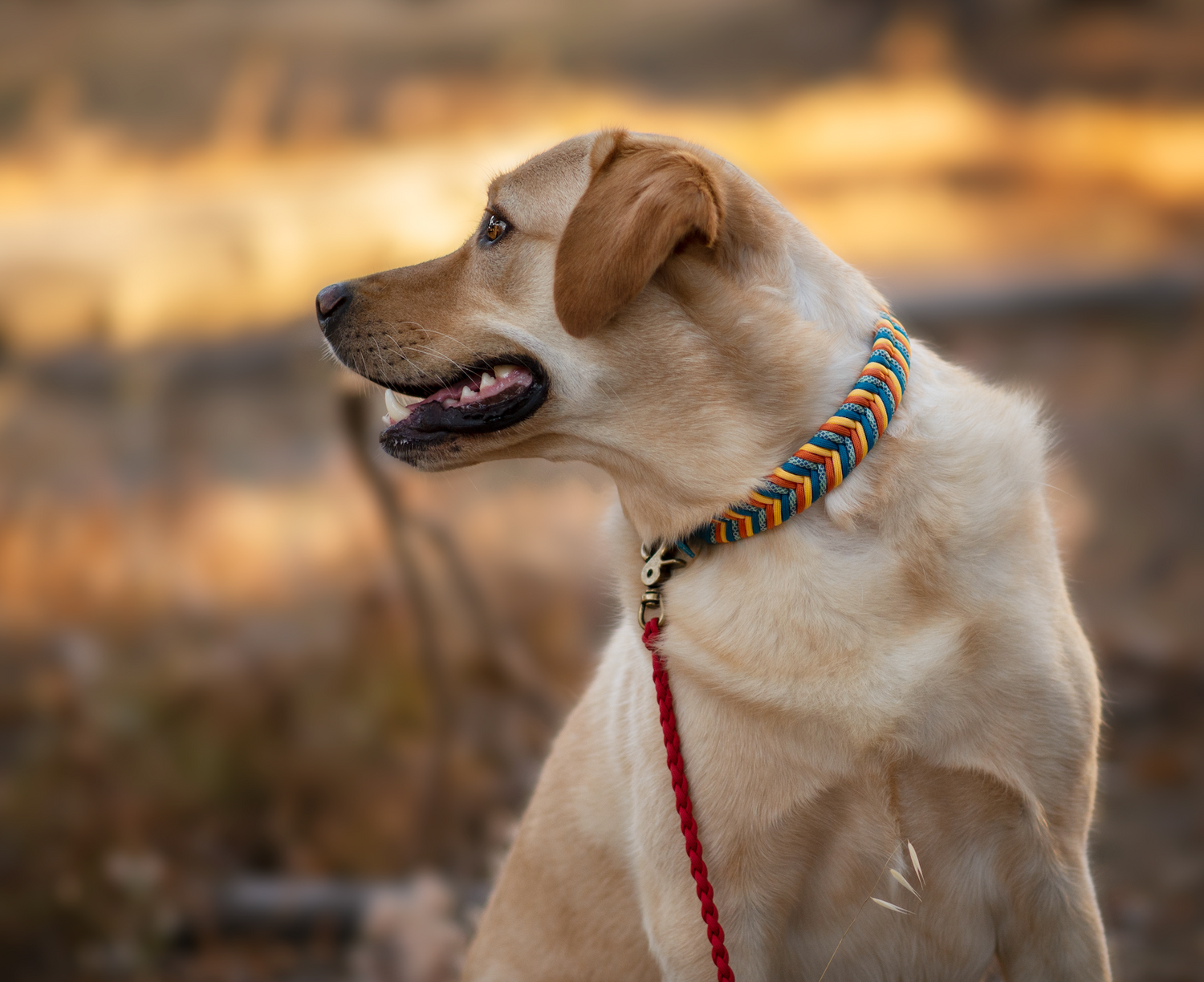 Custom Paracord Collar Wildwoods - Design your own!