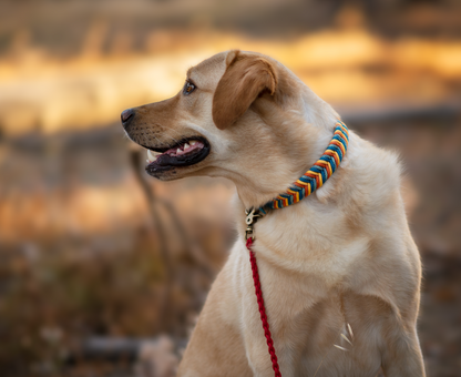 Custom Paracord Collar Wildwoods - Design your own!